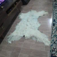 پادری پوست  بز 2عدد