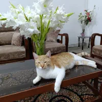 گربه گمشده|حیوانات|سرخنکلاته, |دیوار