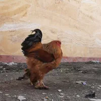 تخم مرغ نطفه دار برهما