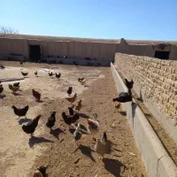 مرغ و خروس|حیوانات مزرعه|قم, حاج خلیل|دیوار