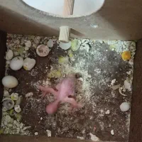 مرغ عشق با قفس