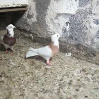 نرو ماده طوقی|پرنده|مشهد, شهید معقول|دیوار
