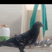 هفرنک نر