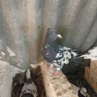 کبوتر|پرنده|مشهد, کشف|دیوار