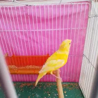 قناری نر سرحال|پرنده|چناران, |دیوار