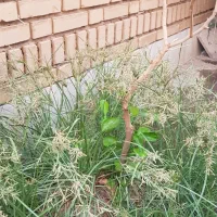 زمین کشاورزی