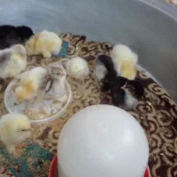 جوجه ۳ روزه برهما