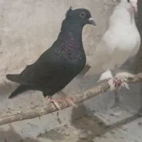 یه جفت کفتر حمال
