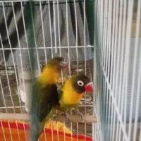 فروش عروس هلندی و کوتوله برزیلی|پرنده|لامرد, |دیوار