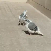 کفتر|پرنده|حمیدیا, |دیوار