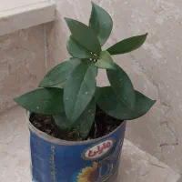 گل عطر شاه هویا سرسبز ریشه دار|گل و گیاه طبیعی|ارومیه, |دیوار