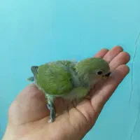 جوجه طوطی برزیلی|پرنده|ری, دیلمان|دیوار