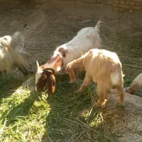 چهار تا بزغاله و سه عدد بز