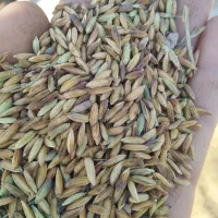 برنج اصل|خوردنی و آشامیدنی|کرمان, |دیوار