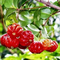 نهالستان و نهال فروشی ایران نهال سجاد همراهی|خدمات باغبانی و درختکاری|خرم‌آباد, |دیوار