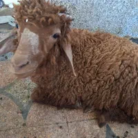 بره۱۳میلیون مقطوع