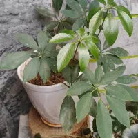 گل آپارتمانی|گل و گیاه طبیعی|کرمانشاه, |دیوار