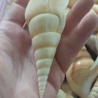 صدف شیپوری مخصوص آکواریوم