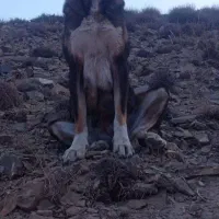 سگ ماده افغان گله ای