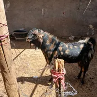فروش یک عددنربزچهل خال جنس عالی|حیوانات مزرعه|تربت جام, خیرآباد|دیوار