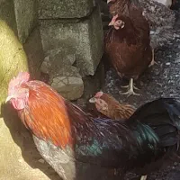 مرغ ،خروس محلی|حیوانات مزرعه|املش, |دیوار