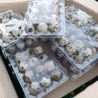 تخم نطفه دار و خوراکی بلدرچین|حیوانات مزرعه|مشهد, شهید آوینی|دیوار