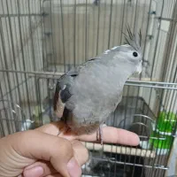 عروس هلندی دست|پرنده|تهران, شهید فکوری|دیوار