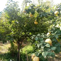 زریندشت-باغ-ویلا-2200متر-دوبلکس