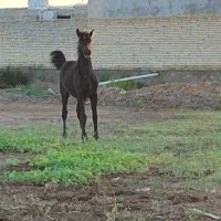 اسب کره نریان خالص