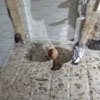 ۸عدد کفتر قلدر