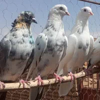 کفتر پرشی تیر|پرنده|تهران, اتحاد|دیوار