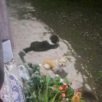 سگ نژاد شیتزو تیلیر