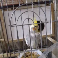 عروس هلندی سخنگو|پرنده|سنندج, |دیوار