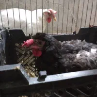 مرغ تخم گزار