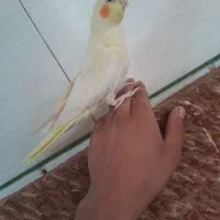 عروس هلندی