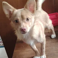 اشپیتز روباهی|سگ|قدس, شهرک فرزان|دیوار