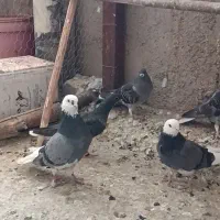 کبوتر پرشی گرو