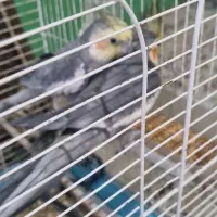 عروس هلندی سیامون