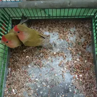 طوطی برزیلی