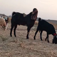 نربز