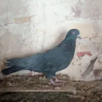 مجسمه ک ب و ت ر گ ر ف ت ن ی|مجسمه، تندیس، ماکت|کرباسک, |دیوار