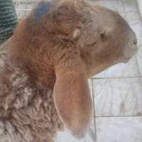 ذبح گوسفند زنده و گوسفند خونی|خدمات پذیرایی، مراسم|مشهد, انقلاب|دیوار