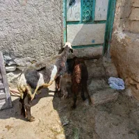 1عدد گوسفند ننه بالا برای نگهداشتن