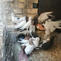 کفتر|پرنده|بیضا, |دیوار