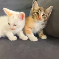 گربه بامزه