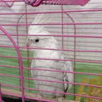 عروس هلندی ماده|پرنده|محمدیه-قزوین, |دیوار