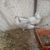 تیپ شامی فیلم ببین