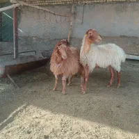 میش هترو بره دار