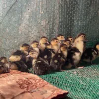 جوجه اردک اسرائیلی