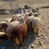بره فروشی